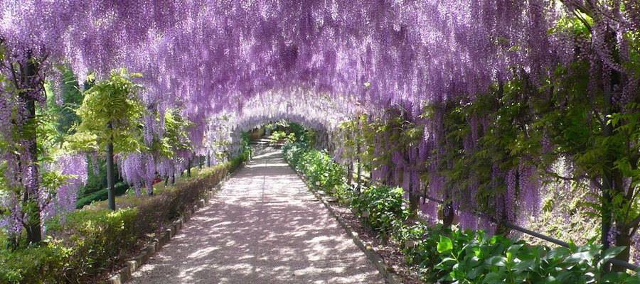 Gardens- secret sanctuaries in the heart of Florence
